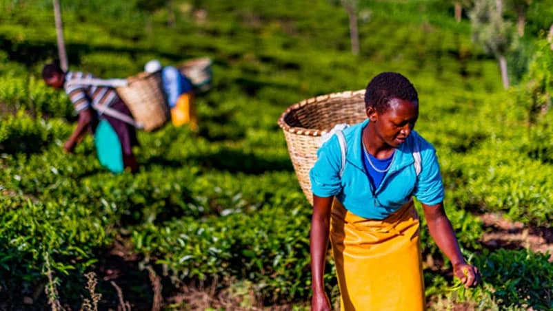 Produce grown in Ghana
