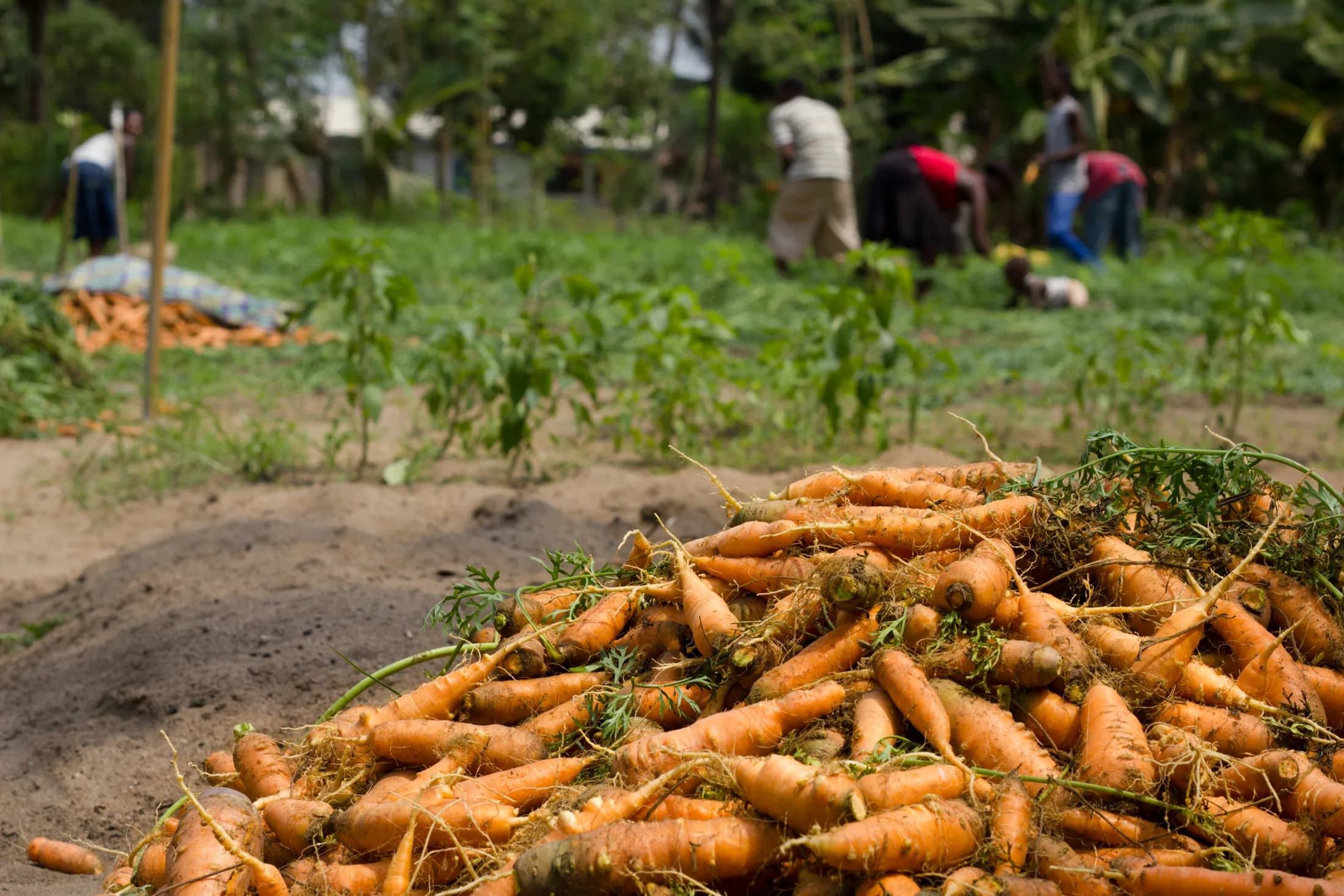 Carrot harvest in Ghana's Volta Region