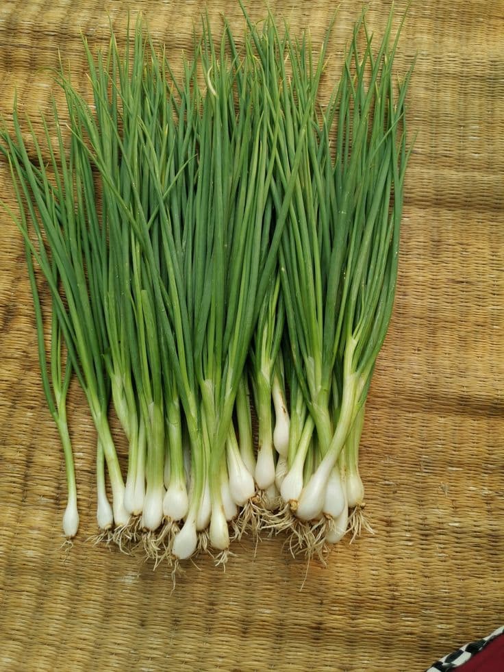 SPRING ONIONS