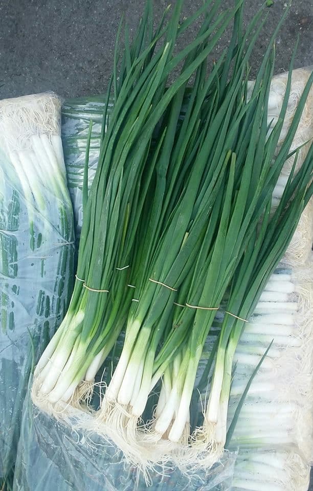 SPRING ONIONS