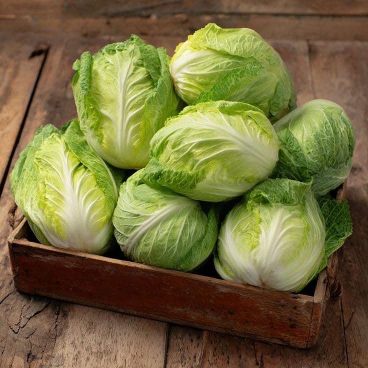 CABBAGE