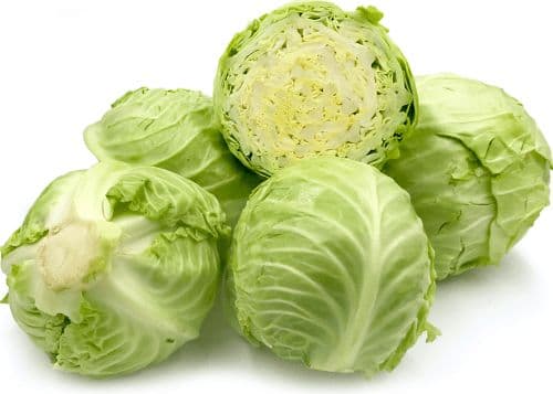 CABBAGE