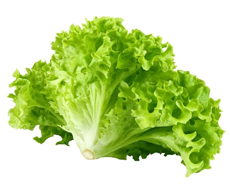 LETTUCE