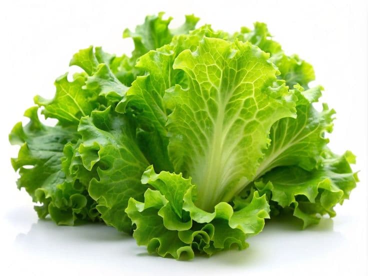 LETTUCE