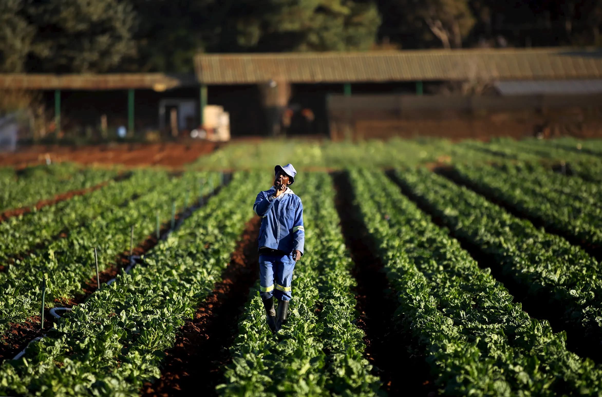 Fresh produce from Ghanaian farms